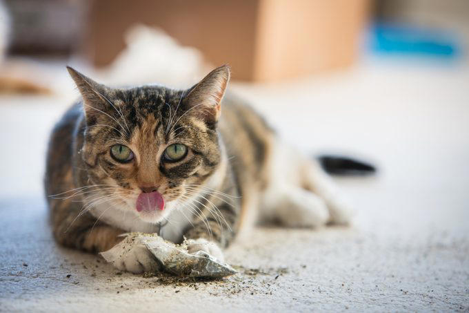 Myth 1: Cats are nocturnal, Myth 2: Cats are not trainable, Myth 3: Cats are low-maintenance pets, Myth 4: Cats like to be alone and aren’t loving like dogs, Myth 5: Milk is a great treat for cats, Myth 7: A purring cat equals a happy cat, Myth 8: Declawing is not harmful, Myth 9: Cats hate water, Myth 10: Indoor cats live longer, Myth 11: Cats and dogs can’t get along, Myth 12: Cats always land on their feet, Myth 13: Dry food is better than wet food, Myth 14: All cats love catnip, About the experts, Why trust us