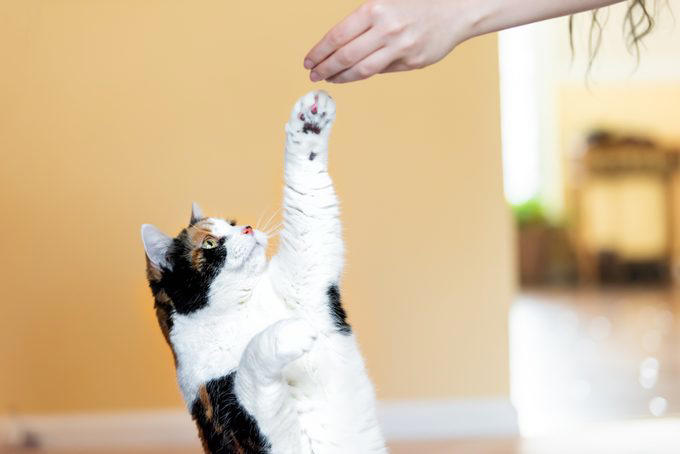 Myth 1: Cats are nocturnal, Myth 2: Cats are not trainable, Myth 3: Cats are low-maintenance pets, Myth 4: Cats like to be alone and aren’t loving like dogs, Myth 5: Milk is a great treat for cats, Myth 7: A purring cat equals a happy cat, Myth 8: Declawing is not harmful, Myth 9: Cats hate water, Myth 10: Indoor cats live longer, Myth 11: Cats and dogs can’t get along, Myth 12: Cats always land on their feet, Myth 13: Dry food is better than wet food, Myth 14: All cats love catnip, About the experts, Why trust us