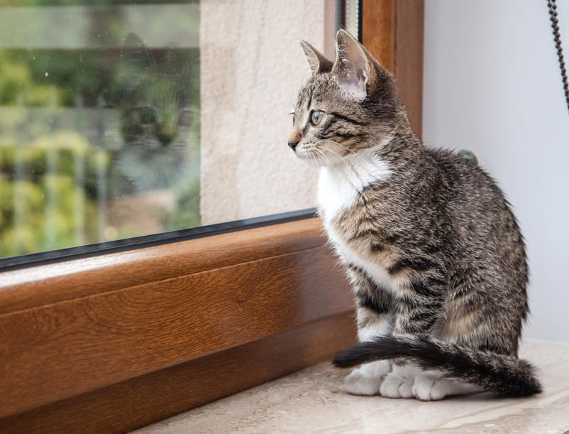 Myth 1: Cats are nocturnal, Myth 2: Cats are not trainable, Myth 3: Cats are low-maintenance pets, Myth 4: Cats like to be alone and aren’t loving like dogs, Myth 5: Milk is a great treat for cats, Myth 7: A purring cat equals a happy cat, Myth 8: Declawing is not harmful, Myth 9: Cats hate water, Myth 10: Indoor cats live longer, Myth 11: Cats and dogs can’t get along, Myth 12: Cats always land on their feet, Myth 13: Dry food is better than wet food, Myth 14: All cats love catnip, About the experts, Why trust us
