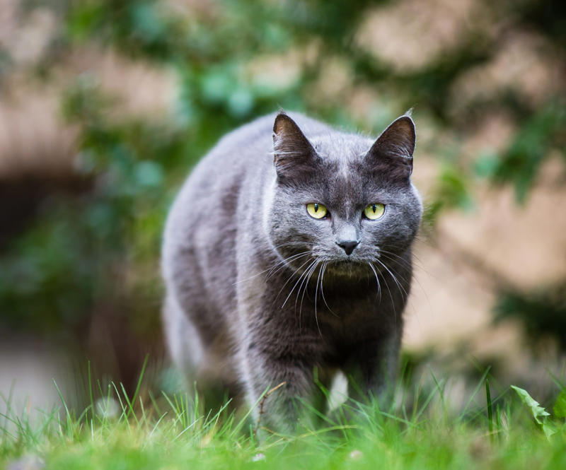 Myth 1: Cats are nocturnal, Myth 2: Cats are not trainable, Myth 3: Cats are low-maintenance pets, Myth 4: Cats like to be alone and aren’t loving like dogs, Myth 5: Milk is a great treat for cats, Myth 7: A purring cat equals a happy cat, Myth 8: Declawing is not harmful, Myth 9: Cats hate water, Myth 10: Indoor cats live longer, Myth 11: Cats and dogs can’t get along, Myth 12: Cats always land on their feet, Myth 13: Dry food is better than wet food, Myth 14: All cats love catnip, About the experts, Why trust us