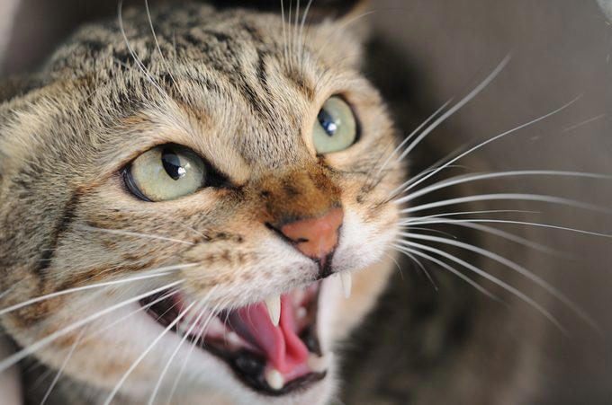 Myth 1: Cats are nocturnal, Myth 2: Cats are not trainable, Myth 3: Cats are low-maintenance pets, Myth 4: Cats like to be alone and aren’t loving like dogs, Myth 5: Milk is a great treat for cats, Myth 7: A purring cat equals a happy cat, Myth 8: Declawing is not harmful, Myth 9: Cats hate water, Myth 10: Indoor cats live longer, Myth 11: Cats and dogs can’t get along, Myth 12: Cats always land on their feet, Myth 13: Dry food is better than wet food, Myth 14: All cats love catnip, About the experts, Why trust us