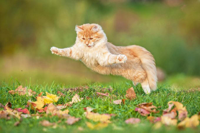 Myth 1: Cats are nocturnal, Myth 2: Cats are not trainable, Myth 3: Cats are low-maintenance pets, Myth 4: Cats like to be alone and aren’t loving like dogs, Myth 5: Milk is a great treat for cats, Myth 7: A purring cat equals a happy cat, Myth 8: Declawing is not harmful, Myth 9: Cats hate water, Myth 10: Indoor cats live longer, Myth 11: Cats and dogs can’t get along, Myth 12: Cats always land on their feet, Myth 13: Dry food is better than wet food, Myth 14: All cats love catnip, About the experts, Why trust us