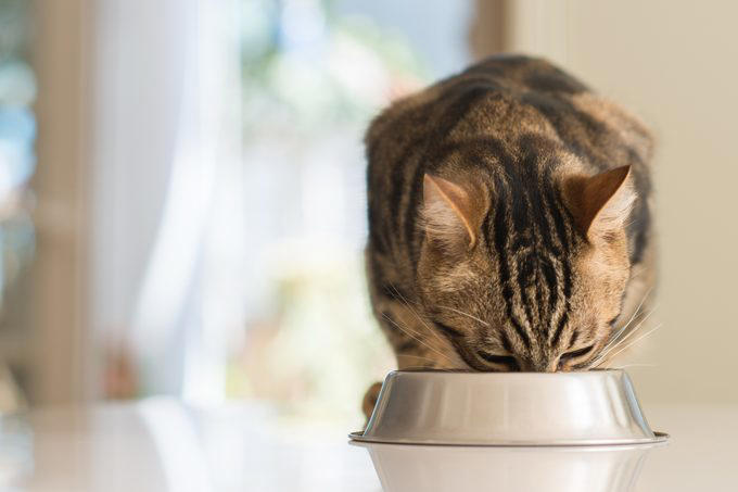 Myth 1: Cats are nocturnal, Myth 2: Cats are not trainable, Myth 3: Cats are low-maintenance pets, Myth 4: Cats like to be alone and aren’t loving like dogs, Myth 5: Milk is a great treat for cats, Myth 7: A purring cat equals a happy cat, Myth 8: Declawing is not harmful, Myth 9: Cats hate water, Myth 10: Indoor cats live longer, Myth 11: Cats and dogs can’t get along, Myth 12: Cats always land on their feet, Myth 13: Dry food is better than wet food, Myth 14: All cats love catnip, About the experts, Why trust us