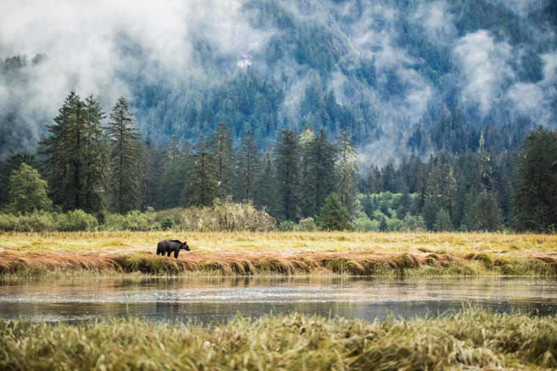 Sign up to The Getaway newsletter , We’re going on a bear hunt, Explore more of lesser-known Canada , ‘Adrenaline rushes through my body’, Even scarier? Flying in a seaplane, Learning about First Nations freedom, How to visit Northern British Columbia