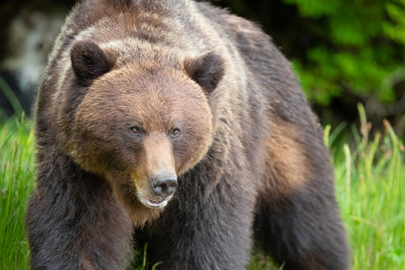Sign up to The Getaway newsletter , We’re going on a bear hunt, Explore more of lesser-known Canada , ‘Adrenaline rushes through my body’, Even scarier? Flying in a seaplane, Learning about First Nations freedom, How to visit Northern British Columbia