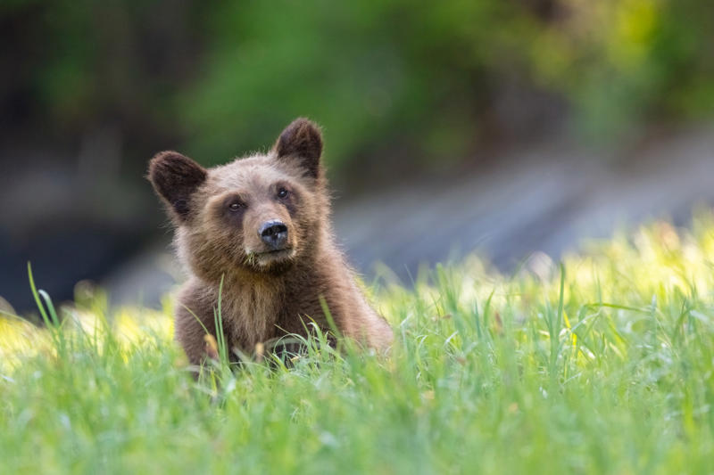 Sign up to The Getaway newsletter , We’re going on a bear hunt, Explore more of lesser-known Canada , ‘Adrenaline rushes through my body’, Even scarier? Flying in a seaplane, Learning about First Nations freedom, How to visit Northern British Columbia