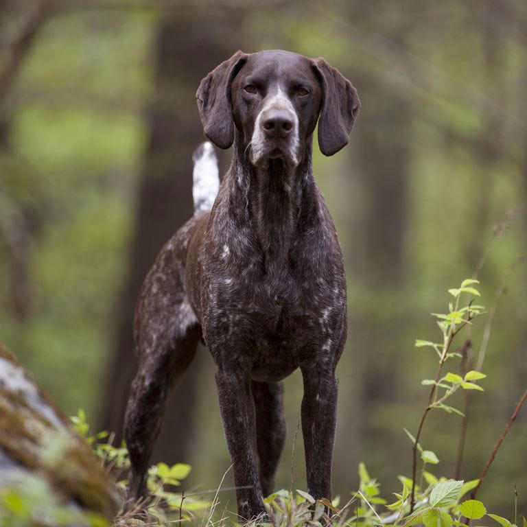 French Bulldogs, Labrador Retrievers, Golden Retrievers, German Shepherds, Daschunds, Rottweilers, Bulldogs, German Shorthaired Pointers