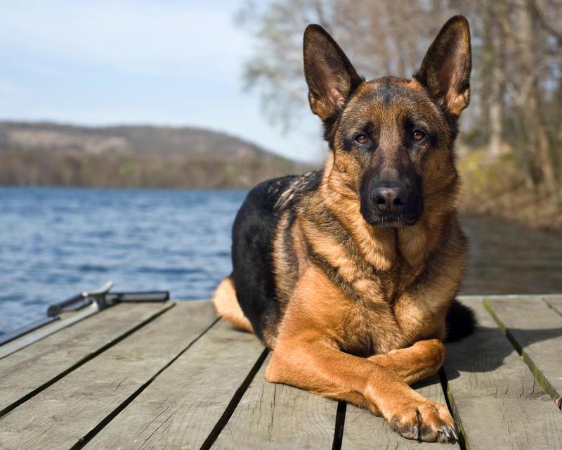 4) German Shepherds 2) Labrador Retrievers, 3) Golden Retrievers, 4) German Shepherds, 6) Daschunds, 9) Bulldogs