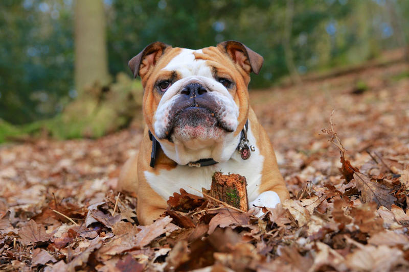 9) Bulldogs 2) Labrador Retrievers, 3) Golden Retrievers, 4) German Shepherds, 6) Daschunds, 9) Bulldogs