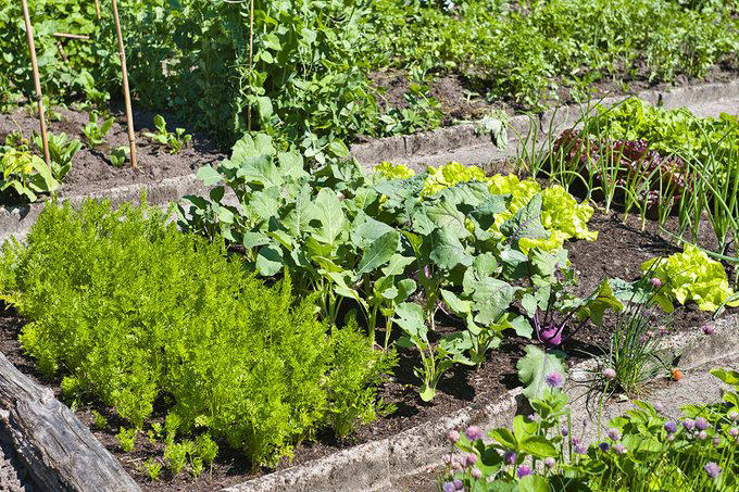 Poor Soil Quality, Soil Not Deep Enough, Poor Drainage, Insufficient Sunlight, Crowded Plantings, Lack of Crop Rotation, Watering Challenges, About the Experts