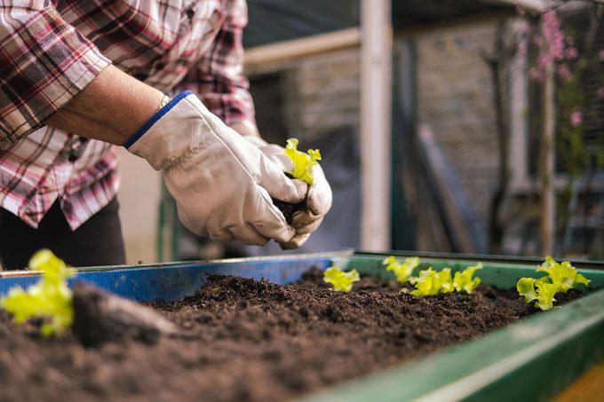 Poor Soil Quality, Soil Not Deep Enough, Poor Drainage, Insufficient Sunlight, Crowded Plantings, Lack of Crop Rotation, Watering Challenges, About the Experts