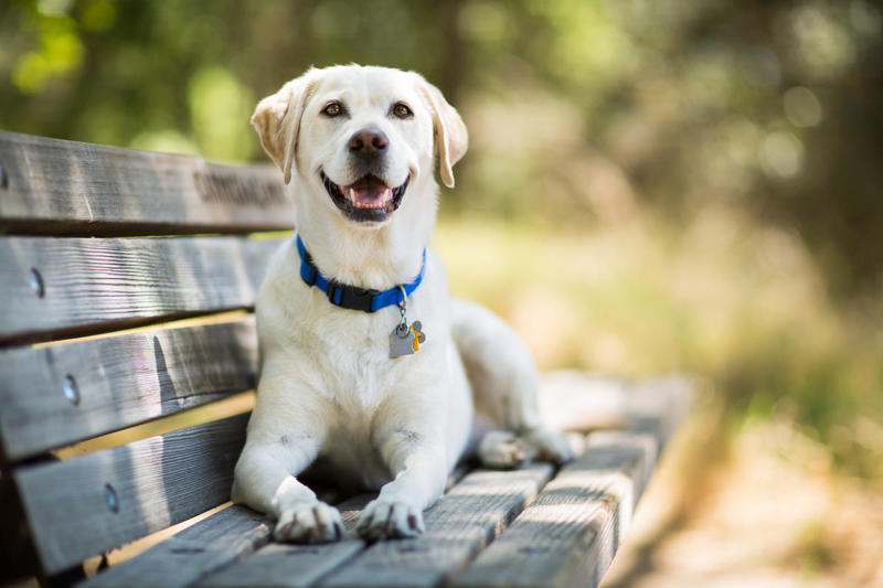 2) Labrador Retrievers 2) Labrador Retrievers, 3) Golden Retrievers, 4) German Shepherds, 6) Daschunds, 9) Bulldogs