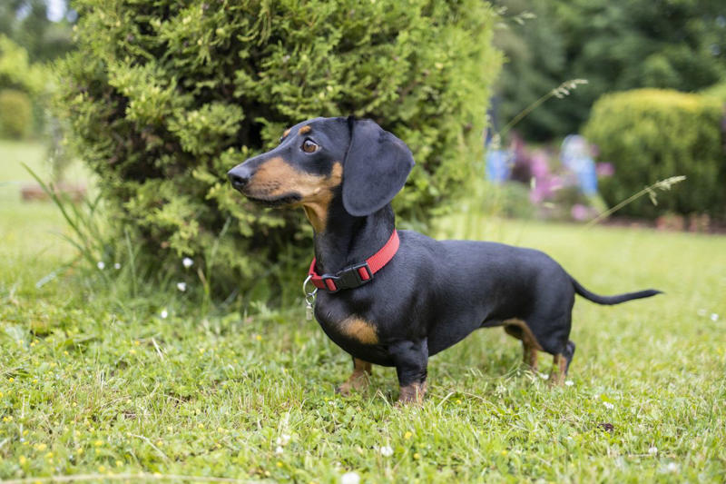 6) Daschunds 2) Labrador Retrievers, 3) Golden Retrievers, 4) German Shepherds, 6) Daschunds, 9) Bulldogs
