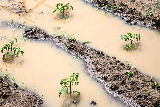 Poor Soil Quality, Soil Not Deep Enough, Poor Drainage, Insufficient Sunlight, Crowded Plantings, Lack of Crop Rotation, Watering Challenges, About the Experts