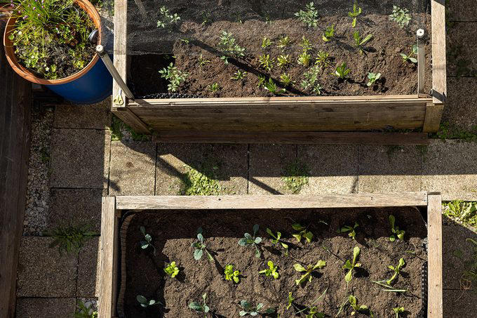 Poor Soil Quality, Soil Not Deep Enough, Poor Drainage, Insufficient Sunlight, Crowded Plantings, Lack of Crop Rotation, Watering Challenges, About the Experts