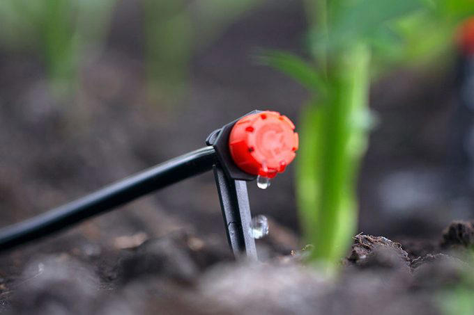 Poor Soil Quality, Soil Not Deep Enough, Poor Drainage, Insufficient Sunlight, Crowded Plantings, Lack of Crop Rotation, Watering Challenges, About the Experts