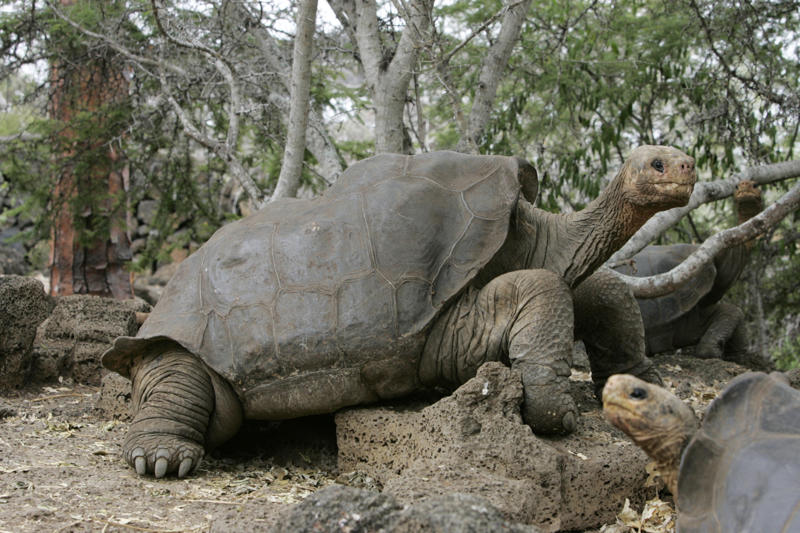 Lonesome George Lonesome George, Toughie the frog, Opportunity, the Mars rover, Curiosity the rover, Sudan the rhino, Tree of Ténéré, The world's loneliest island, The "Man of the Hole"