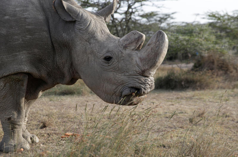 Sudan the rhino Lonesome George, Toughie the frog, Opportunity, the Mars rover, Curiosity the rover, Sudan the rhino, Tree of Ténéré, The world's loneliest island, The "Man of the Hole"