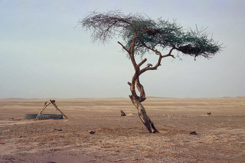 Tree of Ténéré Lonesome George, Toughie the frog, Opportunity, the Mars rover, Curiosity the rover, Sudan the rhino, Tree of Ténéré, The world's loneliest island, The "Man of the Hole"
