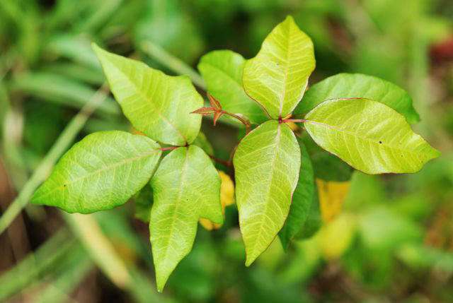 Where Poison Ivy Grows, How To Identify Poison Ivy, How To Kill And Get Rid Of Poison Ivy, How To Dispose Of Poison Ivy Safely