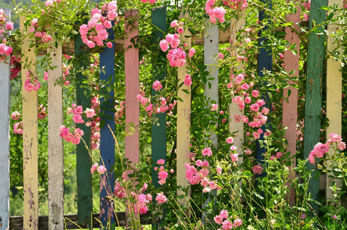 Hollyhocks, Delphiniums, Foxgloves, Masterwort