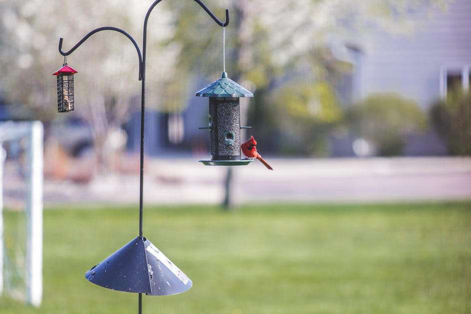 Where is the best place to put your bird feeder?, What type of bird feeder should you use?, What should you feed the birds?, Is it OK to have a bird feeder in your yard?, How often should you clean your bird feeder?, How long will it take for birds to find the feeder?, Too long; didn't read?