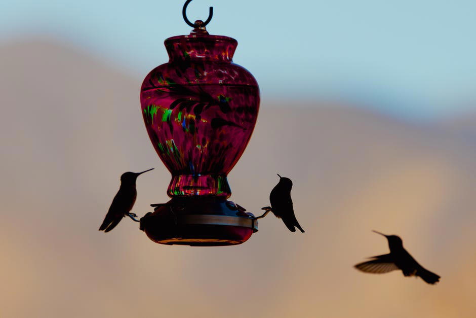 Where is the best place to put your bird feeder?, What type of bird feeder should you use?, What should you feed the birds?, Is it OK to have a bird feeder in your yard?, How often should you clean your bird feeder?, How long will it take for birds to find the feeder?, Too long; didn't read?