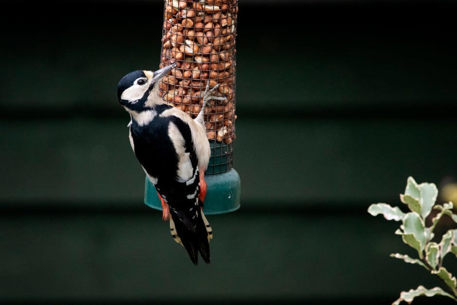 Where is the best place to put your bird feeder?, What type of bird feeder should you use?, What should you feed the birds?, Is it OK to have a bird feeder in your yard?, How often should you clean your bird feeder?, How long will it take for birds to find the feeder?, Too long; didn't read?