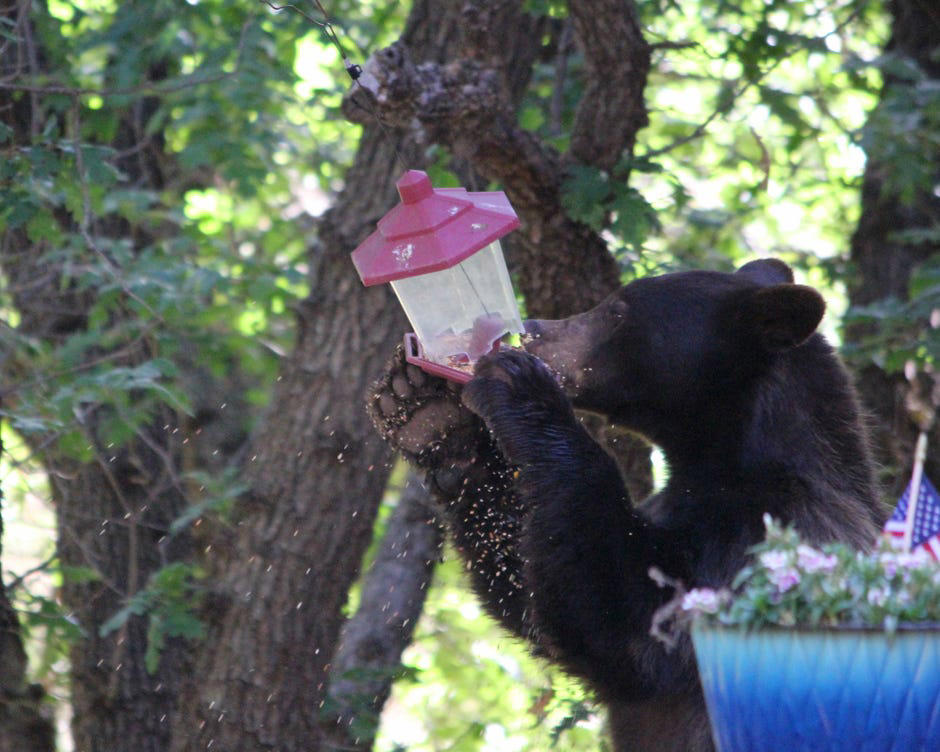 Where is the best place to put your bird feeder?, What type of bird feeder should you use?, What should you feed the birds?, Is it OK to have a bird feeder in your yard?, How often should you clean your bird feeder?, How long will it take for birds to find the feeder?, Too long; didn't read?