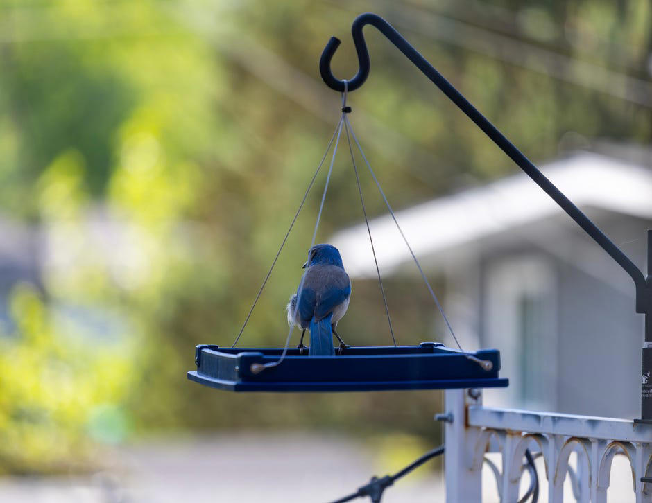 Where is the best place to put your bird feeder?, What type of bird feeder should you use?, What should you feed the birds?, Is it OK to have a bird feeder in your yard?, How often should you clean your bird feeder?, How long will it take for birds to find the feeder?, Too long; didn't read?