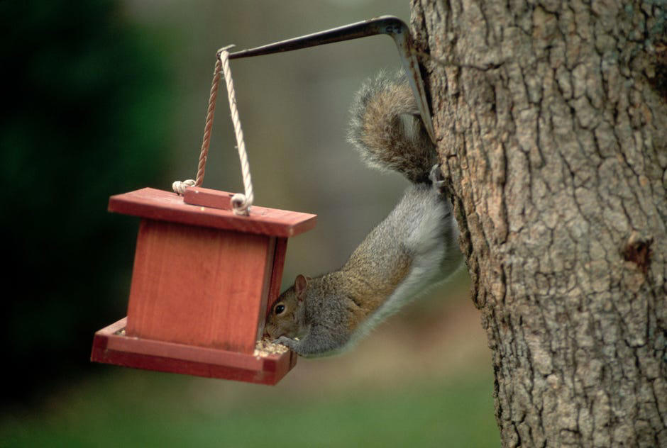 Where is the best place to put your bird feeder?, What type of bird feeder should you use?, What should you feed the birds?, Is it OK to have a bird feeder in your yard?, How often should you clean your bird feeder?, How long will it take for birds to find the feeder?, Too long; didn't read?