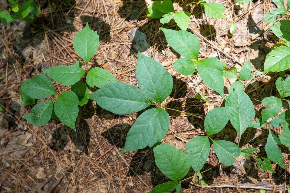 What does poison ivy look like?, How to tell poison ivy and poison oak apart?, What is poison sumac?, How to treat poison ivy rashes, Is poison ivy contagious?, Are elephant ear plants poisonous?, What is the difference between poison hemlock and water hemlock?, What to do if you find a poisonous plant