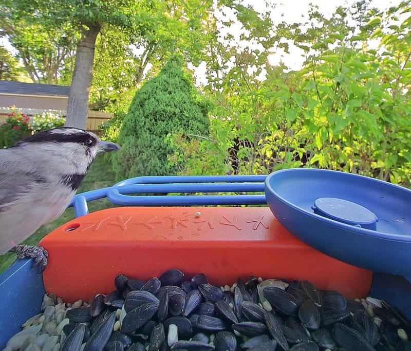 Where is the best place to put your bird feeder?, What type of bird feeder should you use?, What should you feed the birds?, Is it OK to have a bird feeder in your yard?, How often should you clean your bird feeder?, How long will it take for birds to find the feeder?, Too long; didn't read?