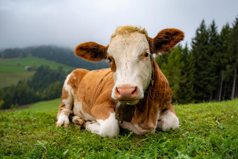 Essential for all phases of life, Complete food, Daily recommendations, Good for sleeping, Can pregnant women drink milk?, Recommended for physical activity, Prevent obesity, Osteoporosis, Cancer prevention, Do you need to boil milk?, Colds and the flu, Worsens gastritis, Lactose intolerance, Milk substitutes