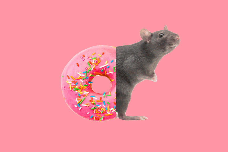 Fact: There are parts of Africa in all four hemispheres, Fact: German chocolate cake was invented in Texas, Fact: The Philippines consists of 7,641 islands, Fact: The Golden Girls dug into more than 100 cheesecakes, Fact: There's enough gold inside Earth to coat the planet, Fact: People can use only a small fraction of Earth's water, Fact: Wally Amos is responsible for making more than just cookies famous, Fact: People once ate arsenic to improve their skin, Fact: Japan has one vending machine for every 23 people, Fact: Professional athletes used to perform in vaudeville during the off-season, Fact: A fungus turns ants into "zombies," controlling their minds and bodies, Fact: A cow-bison hybrid is called a beefalo, Fact: Johnny Appleseed’s fruits weren’t for eating, Fact: The Scottish have 421 words for snow, Fact: Samsung tested phone durability with a butt-shaped robot, Fact: Peanuts aren’t technically nuts, Fact: Firefighters use wetting agents to make water wetter, Fact: “Running amok” is a medically recognized mental condition, Fact: Some octopus species lay 56,000 eggs at a time, Fact: Turkeys can blush, Fact: Cows don’t have upper front teeth, Fact: Thanks to 3D printing, NASA can basically email tools to astronauts, Fact: Bananas grow upside down, Fact: T.S. Eliot wore green makeup, Fact: Human noses and ears lengthen as we age, Fact: The # symbol isn’t officially called hashtag or pound, Fact: Movie trailers originally played after the movie, Fact: Mercedes invented a car controlled by a joystick, Fact: The U.S. government saved every public tweet from 2006 through 2017, Fact: Theodore Roosevelt had a pet hyena, Fact: Giraffe tongues can be 20 inches long, Fact: Europeans were scared of eating tomatoes when they were introduced, Fact: Humans aren’t the only animals that dream, Fact: The Eiffel Tower can grow taller during the summer, Fact: Glitter was discovered by accident, Fact: Frankenstein's monster is a vegetarian, Fact: There are more than 1,000 poisonous marine animals, Fact: Bees can fly higher than Mount Everest, Fact: Ancient Egyptians used dead mice to ease toothaches, Fact: Cap’n Crunch’s full name is Horatio Magellan Crunch, Fact: Paint used to be stored in pig bladders, Fact: Humans have jumped farther than horses, Fact: Onions were found in the eyes of an Egyptian mummy, Fact: The word aquarium once referred to a watering place for cattle, Fact: The inventor of the tricycle personally delivered two to Queen Victoria, Fact: A waffle iron inspired one of the first pairs of Nikes, Fact: Baseball umpires used to sit in rocking chairs, Fact: The world’s first novel may be missing its ending, Fact: Uncle Ben’s rice was sent to World War II troops, Fact: South American river turtles talk through their eggs, Fact: The first stroller was supposed to be pulled by a goat, Fact: Neil Armstrong’s hair was sold in 2004 for ,000, Fact: Nikola Tesla hated pearls, Fact: Brad Pitt injured his Achilles tendon—while playing Achilles, Fact: Pregnancy tests date back to 1350 B.C.E., Fact: Bees can make colored honey, Fact: Albert Einstein’s eyeballs are in New York City, Fact: The pope can’t be an organ donor