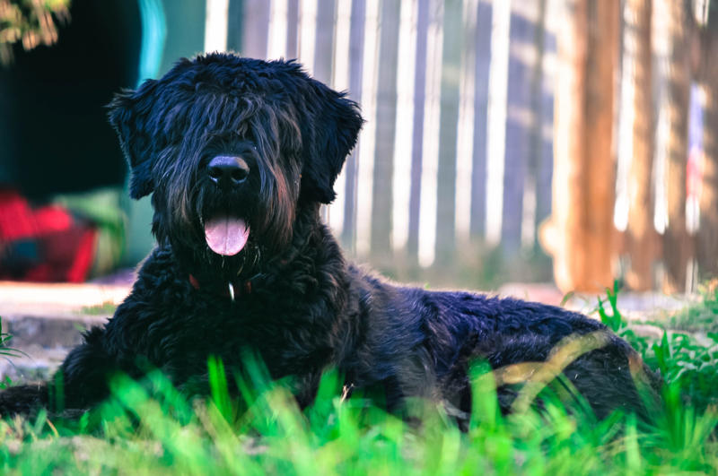 Mocha Beethoven, Meatball, Tinkerbell, Cerberus, Esmeralda, Mr. Famous, Sherriff, Squiddly and Diddly, Einstein