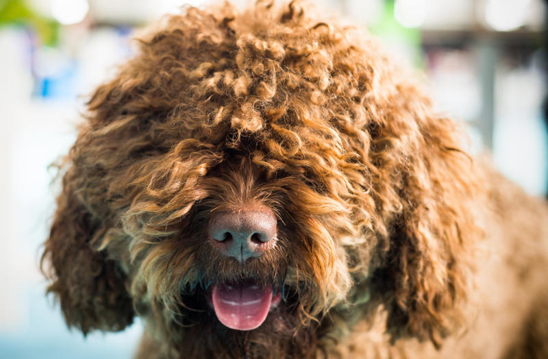 Fluffy Beethoven, Meatball, Tinkerbell, Cerberus, Esmeralda, Mr. Famous, Sherriff, Squiddly and Diddly, Einstein