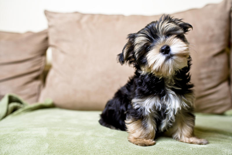 Frankie Beethoven, Meatball, Tinkerbell, Cerberus, Esmeralda, Mr. Famous, Sherriff, Squiddly and Diddly, Einstein