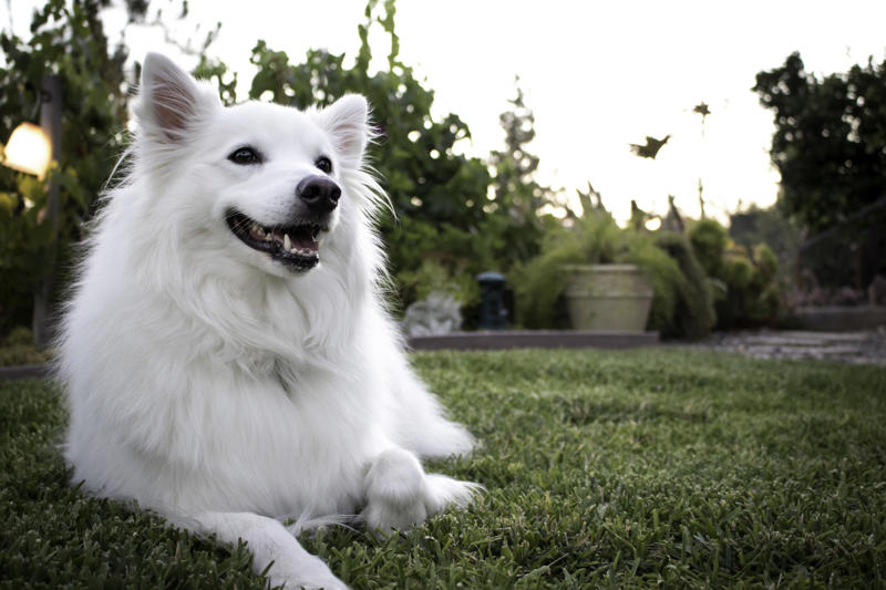 Mishka Beethoven, Meatball, Tinkerbell, Cerberus, Esmeralda, Mr. Famous, Sherriff, Squiddly and Diddly, Einstein