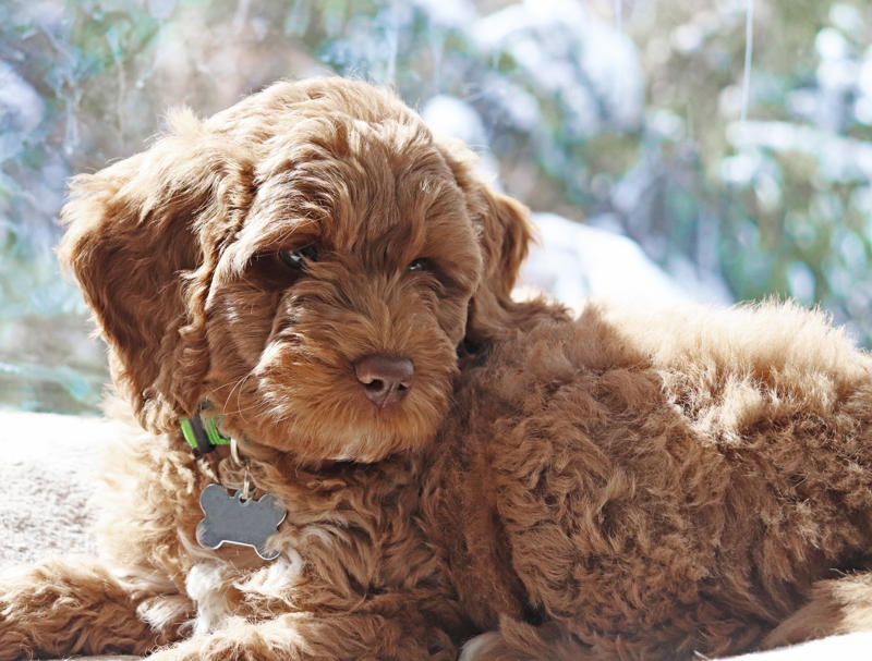 Fluffer Beethoven, Meatball, Tinkerbell, Cerberus, Esmeralda, Mr. Famous, Sherriff, Squiddly and Diddly, Einstein