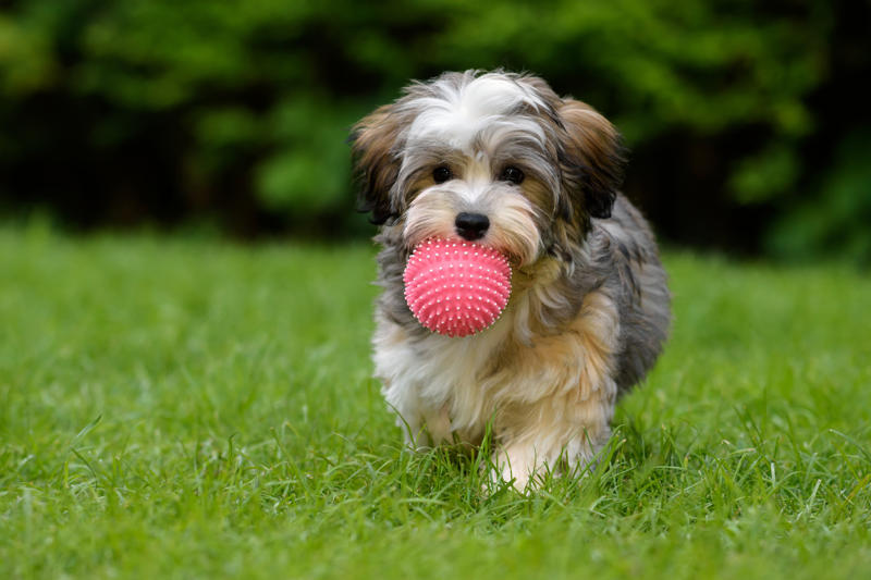 Sadie Beethoven, Meatball, Tinkerbell, Cerberus, Esmeralda, Mr. Famous, Sherriff, Squiddly and Diddly, Einstein