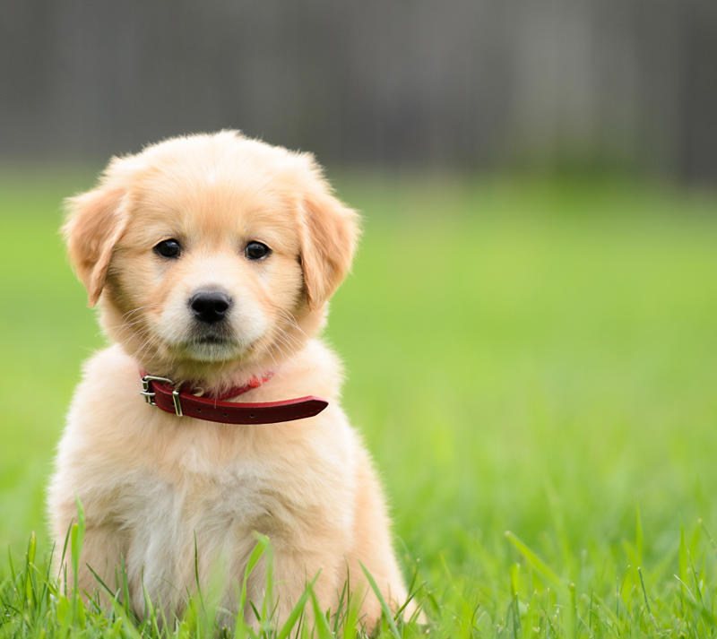 Toby Beethoven, Meatball, Tinkerbell, Cerberus, Esmeralda, Mr. Famous, Sherriff, Squiddly and Diddly, Einstein
