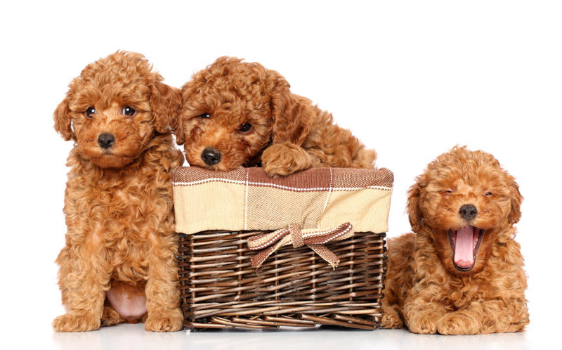 Sophie Beethoven, Meatball, Tinkerbell, Cerberus, Esmeralda, Mr. Famous, Sherriff, Squiddly and Diddly, Einstein