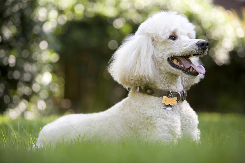 Daisy Beethoven, Meatball, Tinkerbell, Cerberus, Esmeralda, Mr. Famous, Sherriff, Squiddly and Diddly, Einstein