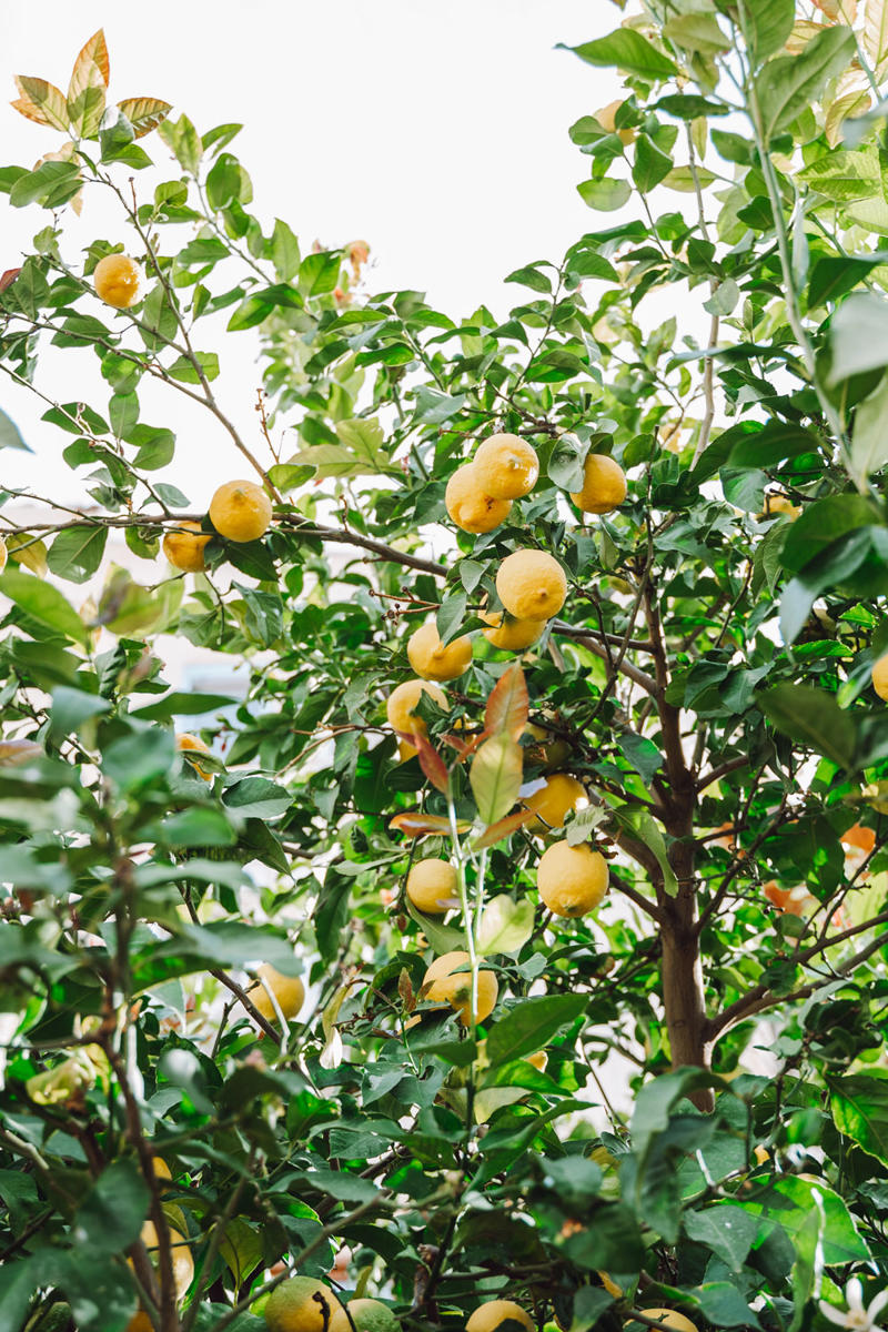 Reduce competition, Steer clear of the trunk, Keep tall trees and shrubs away, Give your tree some space, Citrus companion plants