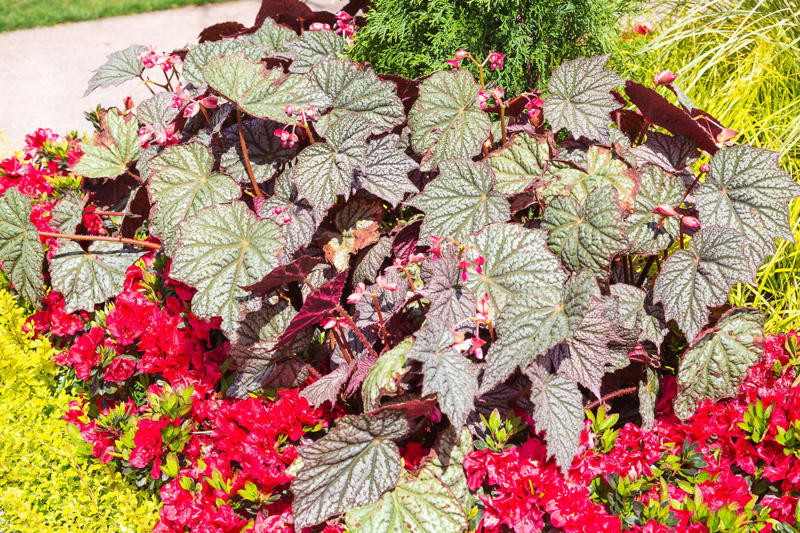 'Sterling Moon' Lunar Lights™ Begonia Moody Blues™ Veronica, Brazilian Dwarf Morning-glory, Dear Dolores™ Hydrangea, Wishbone Flower, Sea Holly, 'Sterling Moon' Lunar Lights™ Begonia, St. John’s Wort, Bush Violet, Tickseed, Garden Jewels™ Gerbera Daisy, Cape Plumbago, Ladybird® Sunglow Texas Primrose, Pincushion Flower, Black-eyed Susan