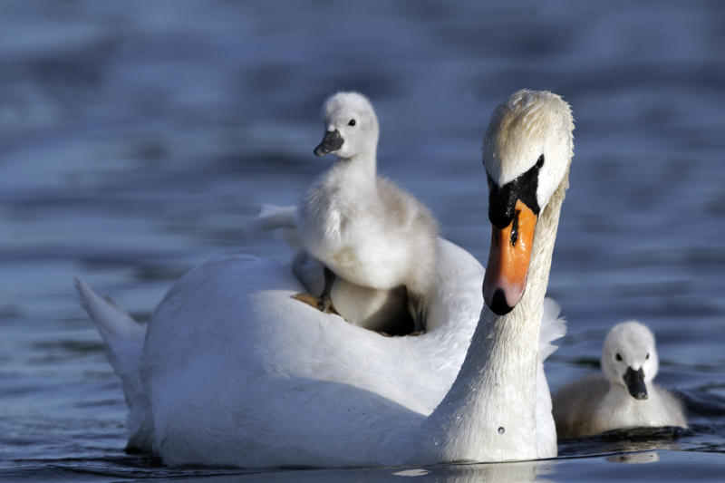 Mute swan Leopard seal, Polar bear, Komodo dragon, Panda bear, Kangaroo, Platypus, Slow loris, Mute swan, Elephant, Wolverine