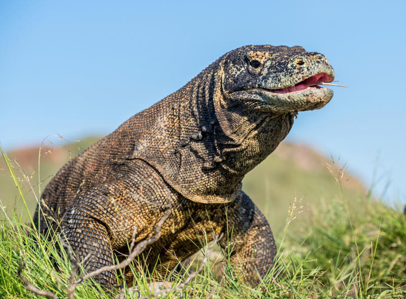 Komodo dragon Leopard seal, Polar bear, Komodo dragon, Panda bear, Kangaroo, Platypus, Slow loris, Mute swan, Elephant, Wolverine