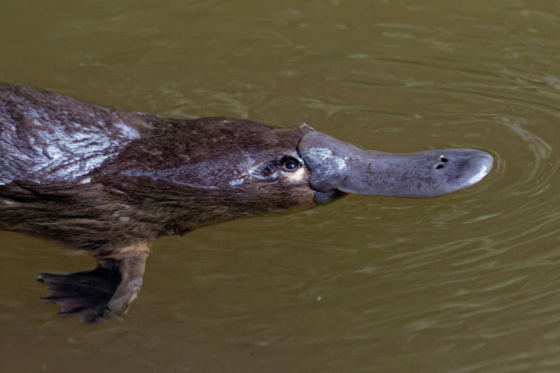 Platypus Leopard seal, Polar bear, Komodo dragon, Panda bear, Kangaroo, Platypus, Slow loris, Mute swan, Elephant, Wolverine