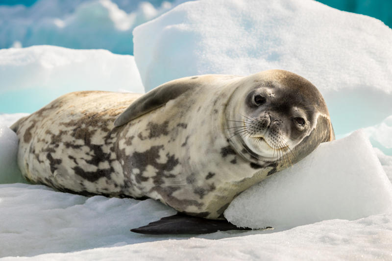 Leopard seal Leopard seal, Polar bear, Komodo dragon, Panda bear, Kangaroo, Platypus, Slow loris, Mute swan, Elephant, Wolverine